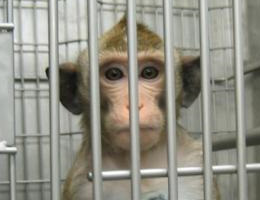 Photo of monkey in cage