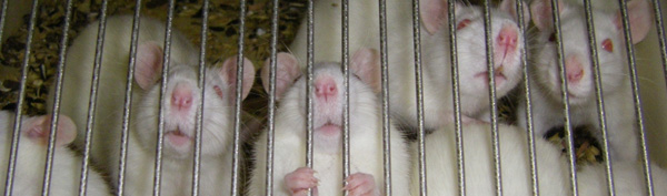 Rats in lab cage