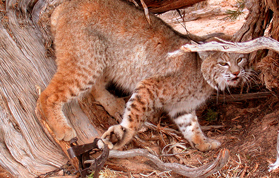 Photo bobcat caught in trap
