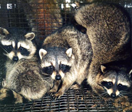 Photo of raccoons in cage.