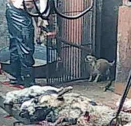 Photo of dogs being slaughtered