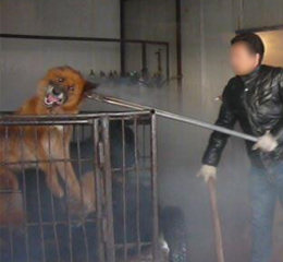 Photo of dog on fur farm