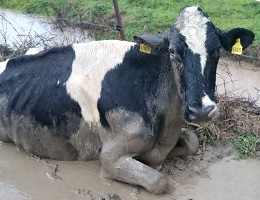 Photo of starved dairy cow