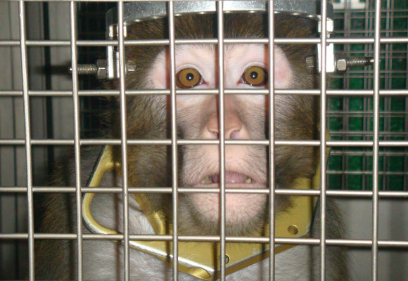 In between painful experiments, monkeys are confined to barren steel cages.