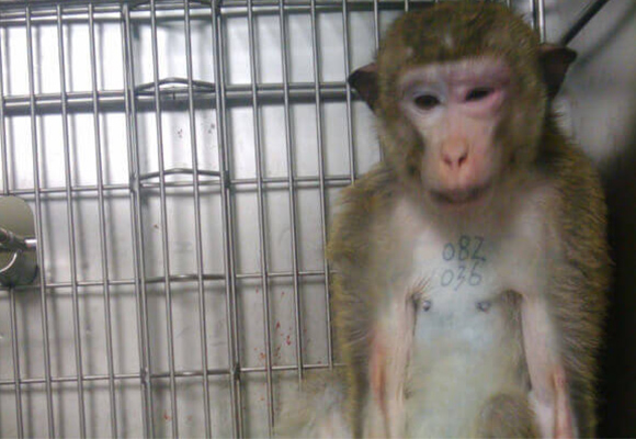 Primates in labs are driven crazy by isolation and sensory deprivation.