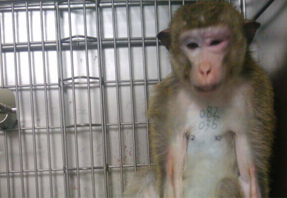 Primates in labs are driven crazy by isolation and sensory deprivation.