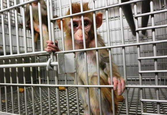 Alone and scared, primates used for testing live out their days in utter agony.