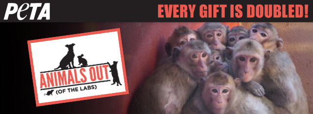 Help put an end to cruel experiments on monkeys and other animals. Take part in the Animals Out (of the Labs) Matching-Gift Challenge NOW.