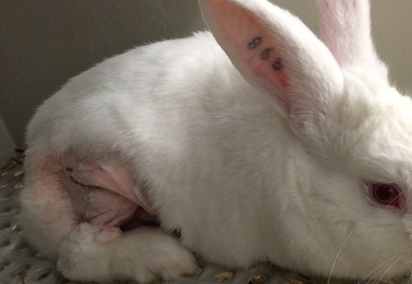 This rabbit is one of thousands of animals mutilated for twisted tests by Pitt experimenters.