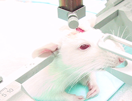 Millions of rats are tormented and killed in experiments every year.