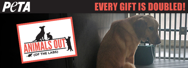 Help End Cruel Experiments on Animals!