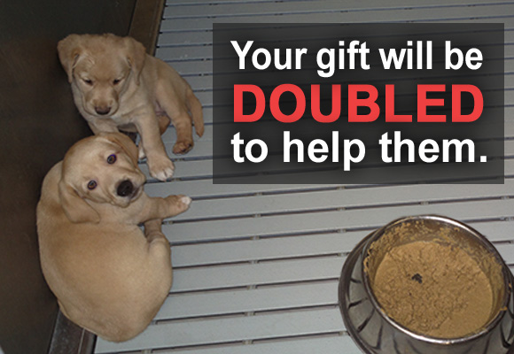 Double your impact for dogs and other animals by taking part in PETA's Animals Out (of the Labs) Matching-Gift Challenge today.