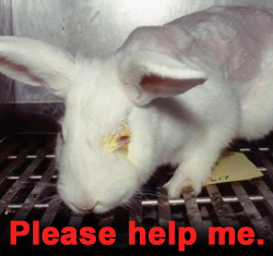 Make your gift for animals suffering in laboratories now and it will be doubled!