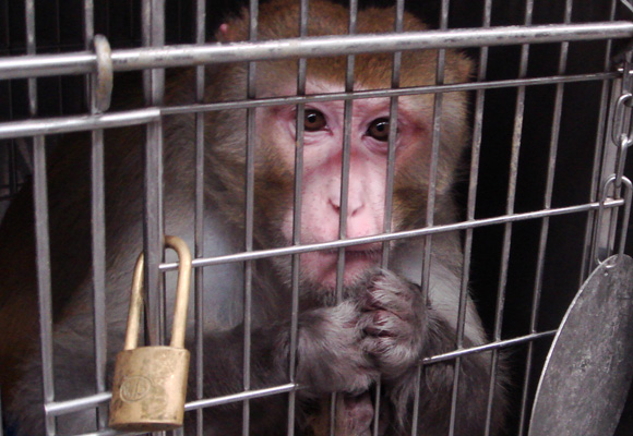 Monkeys need your help.