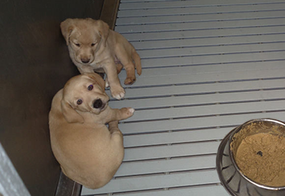 Dogs need your help.