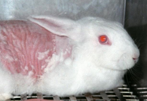 Rabbits need your help.