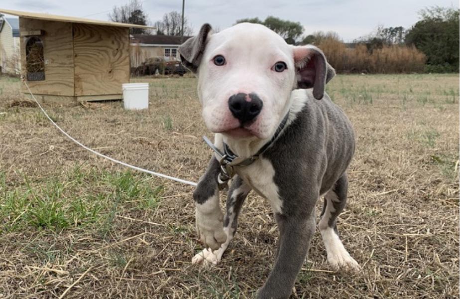 Lightweight dog tie clearance out
