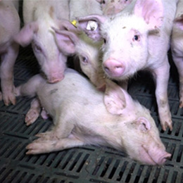 Photo of sad piglets
