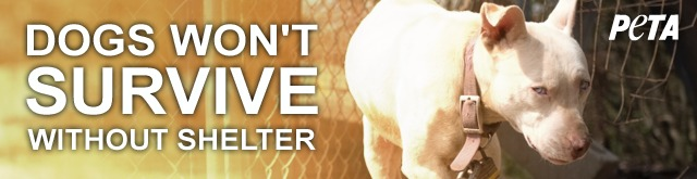 Help PETA change a dogs life