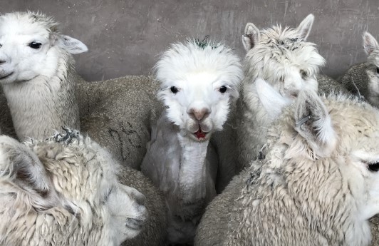 Image of alpaca with bloody mouth