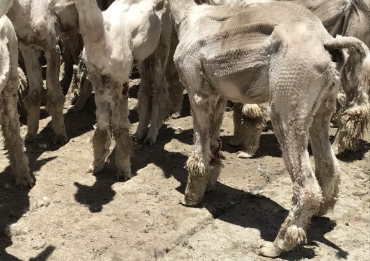 Image of alpacas with wounds