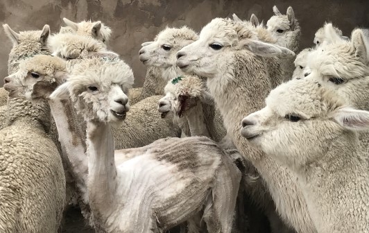 Image of alpaca with eye wound