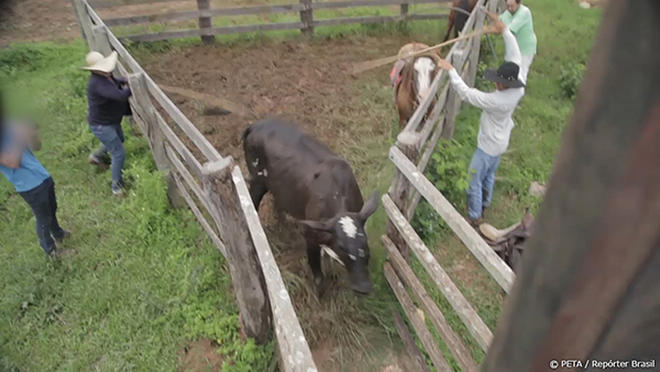 brazil cow leather investigation