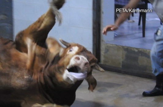 Image of cow about to be slaughtered