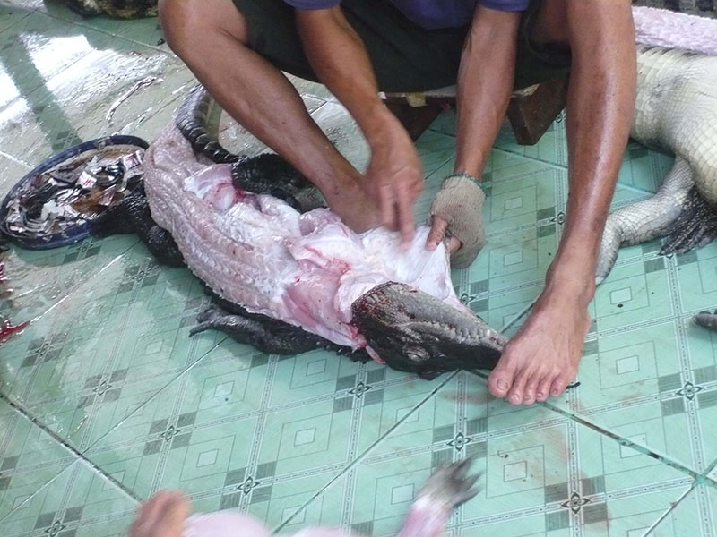 skinned crocodile