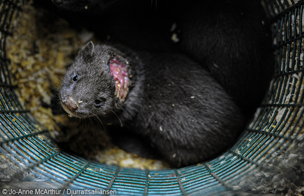 Lilly Lashes Is Duping Customers About Mink Fur Act Now Peta