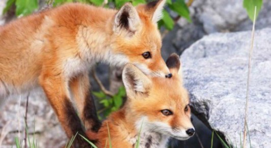 Image of happy foxes