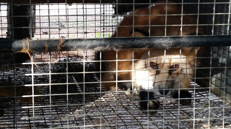 scared fox on fur farm