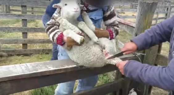 this is the wool industry