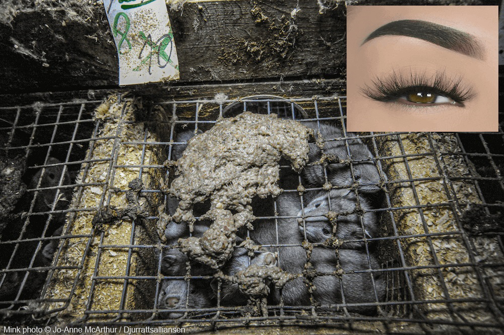 Minks Suffer for Fur Lashes! Urge Lilly Lashes to Stop Selling Them | PETA