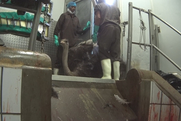 ostrich skin kil floor