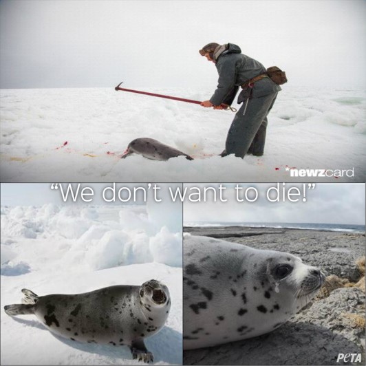 Collage of seals