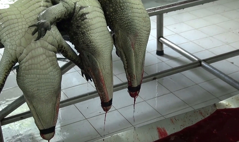 PETA Asia on X: PETITION: Urge @LVMH to STOP killing crocs for