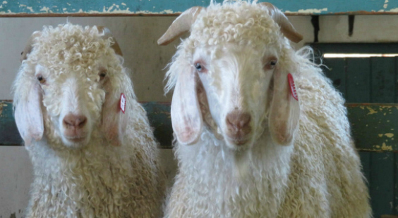 goats exploited for mohair