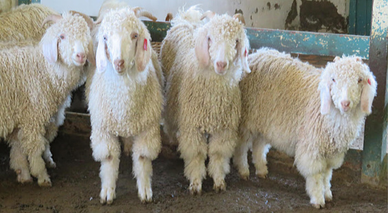 take action for goats