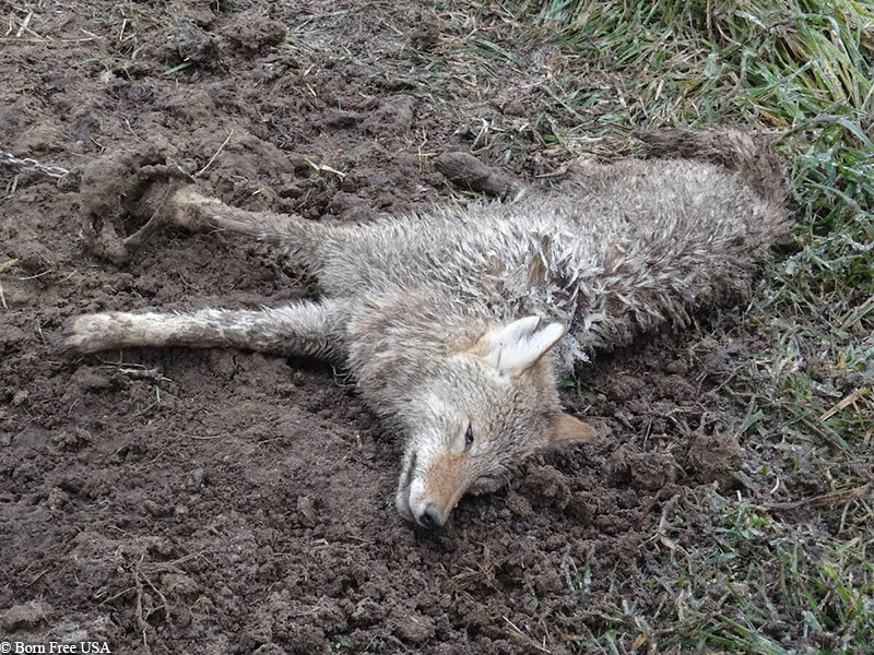 coyote suffering in trap