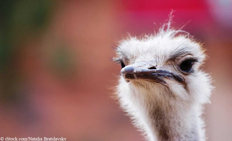 Urge Prada, and Louis Vuitton to Ban Ostrich and Other Exotic |