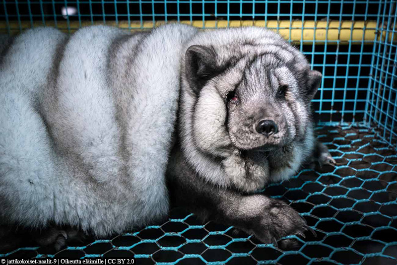 overweight fox on fur farm
