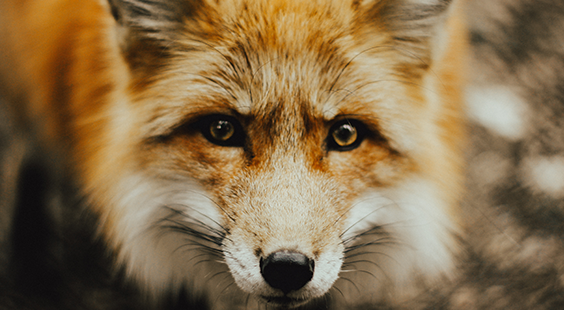 fox