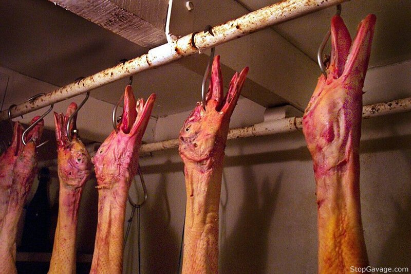 Tortured geese