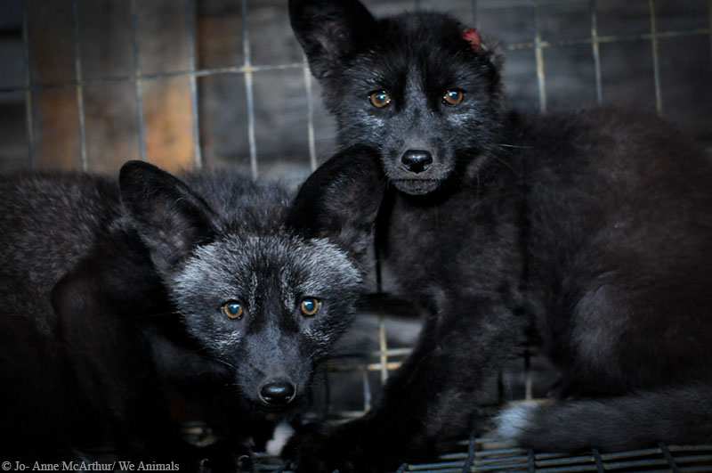 Take Action: Tell Spyder to Ditch Fox Fur! | PETA