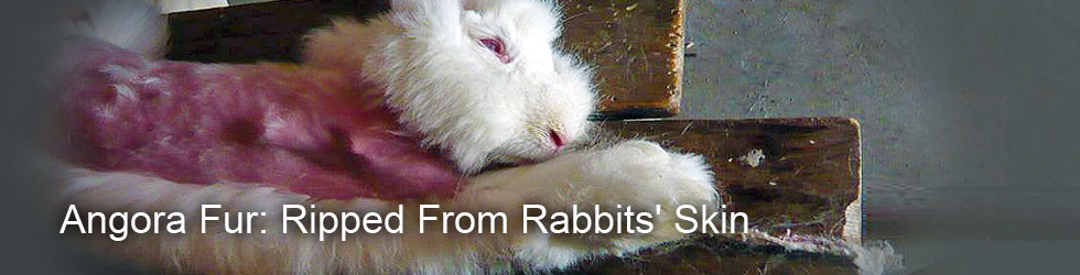 A Look Inside the Angora Rabbit Wool Industry | PETA