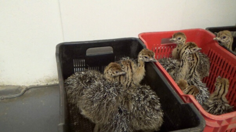 photo of young ostriches in baskets