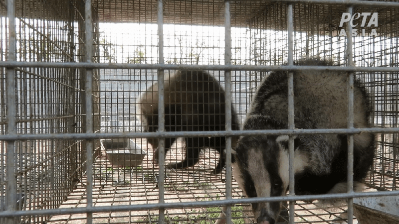 badgers in tiny cages