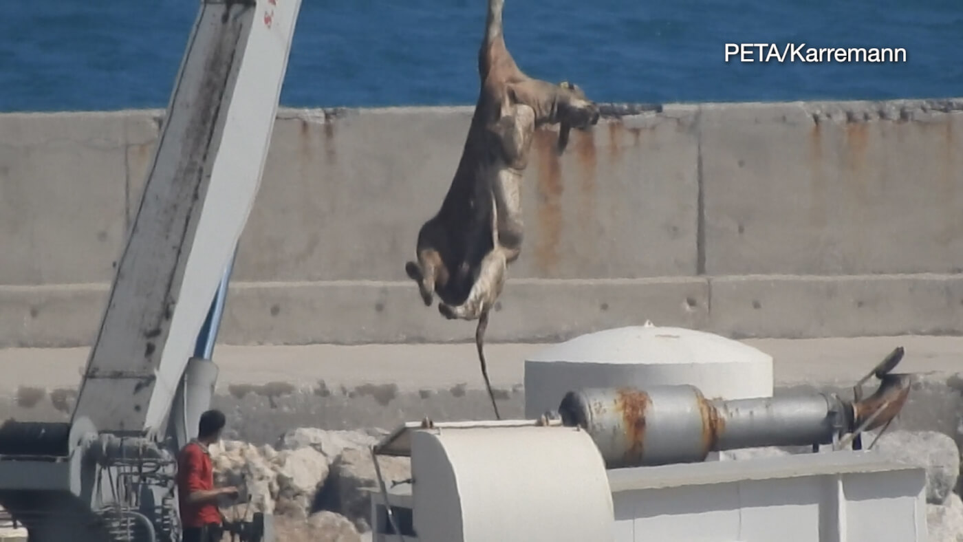 photo of cow dragged by crane