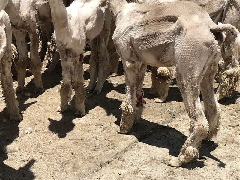 alpaca with injured elbows and knees